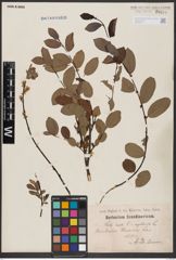 Foto von Salix aurita L. x Salix myrtilloides L.